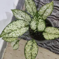 گیاه آگلونما