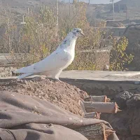 کبوتر