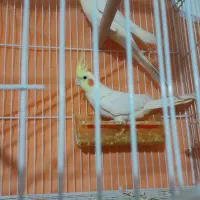 عروس هلندی