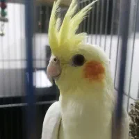 گمشده (عروس هلندی)