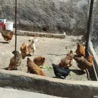 11 تا مرغ دوساله تخم گذار