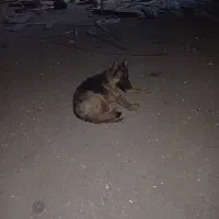 سگ ژرمن ماده