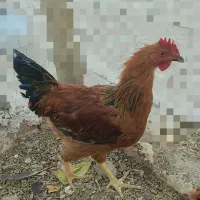 خروس