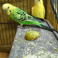 یک جفت مرغ عشق