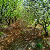 زمین باغی گوار