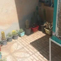 گل و گیاه کاکتوس