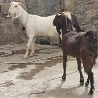 بز نژدی