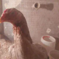 فروش مرغ لاری اصیل