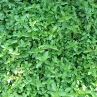 نعناع پونه ای خشک شده