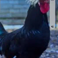 یک عدد خروس لهستانی معاوضه می‌کنم