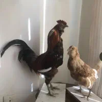 مجسمه مرغ و خروس طبیعی کلکسیونی