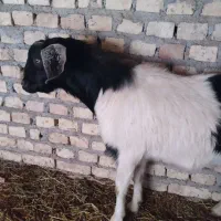 کهره و خروس و مرغ ۴ماهه