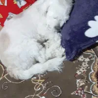 گمشده
