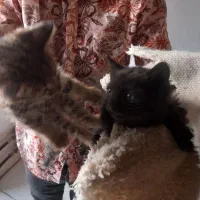 دوعدد بچه گربه رایگان