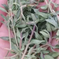 فروش آویشن سوزنی(باریک )
