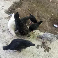 فروش مرغ وخروس