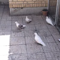 کبوتر تهرانی