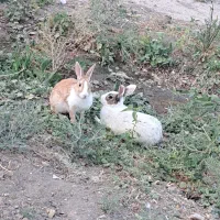 خرگوش فروشی