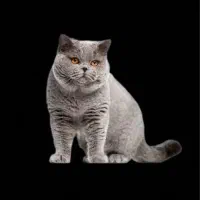 گربه بلو بریتیش و اسکاتیش