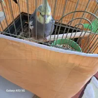 یک جفت عروس هلندی تخم گذار