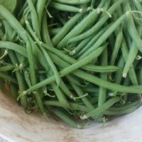 لوبیا سبز تازه