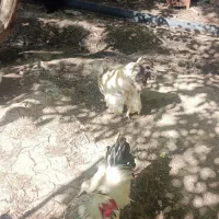 مرغ برهما