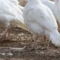 یک عدد بوقلمونه نر سفید بیوتی حدوا 10کیلو