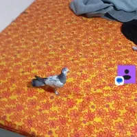 کفتر|پرنده|یزد, |دیوار