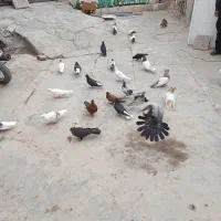 کبوتر|پرنده|ازنا, |دیوار