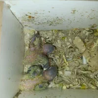 جوجه طوطی برزیلی
