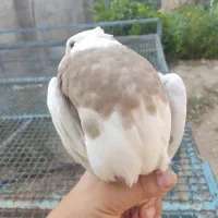 کبوتر