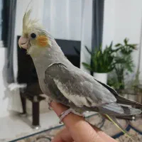 جوجه ی عروس هلندی