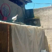 کفتر دورگ