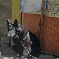 بلک ژمن