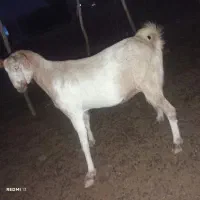 بز فروشی، هر دو آهوست