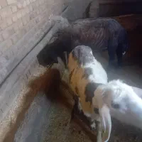 دو عدد قوچ
