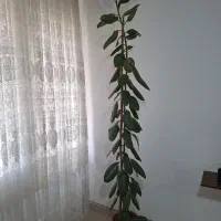 گل گوش فیلی - گل فیکوس