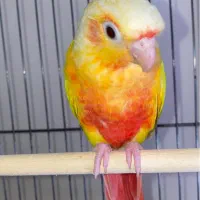 طوطی ردچیک نر قرمزی بالا/راهب/خورشیدی/کاسکو/