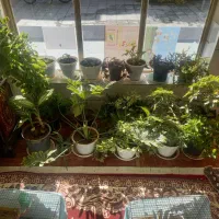 گلدان‌ های آپارتمانی سالم و سرحال مناسب دکور خانه