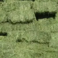 بیده تازه پرس شده