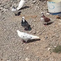 کبوتر