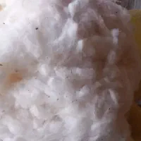پنبه