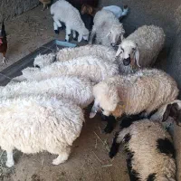 بره نر
