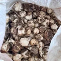 موسیر..لیز