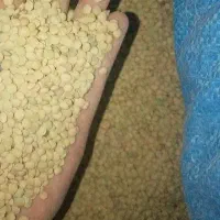 عدس دیم خوش شپخت ولعاب دار زرد رنگ