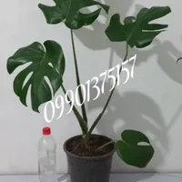 گل فیکوس ببری چندشاخه|گل و گیاه طبیعی|مرودشت, فرهنگ|دیوار