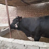 نوچ پرواری چاق