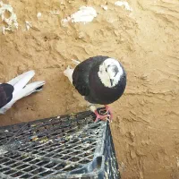 ۲ جفت کبوتر بالغ و یکی تک