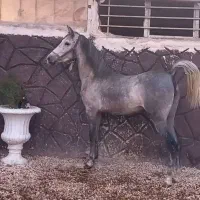 فروش مادیان درجه یک دوسر تاییده