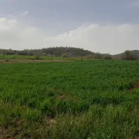 زمین کشاورزی